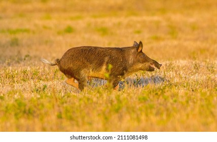 large wild feral hog, pig or swine - sus scrofa -  boar running in an open field in central Florida, in evening yellow light, dry grass background, nuisance animal, destructive, mouth open