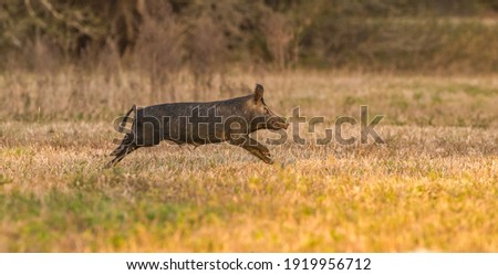 large wild feral hog, pig or swine (sus scrofa) sow running in an open field in central Florida, in evening yellow light, dry grass background, nuisance animal, destructive, apparent mother 