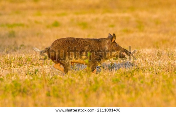 large wild feral hog, pig or swine - sus scrofa - \
boar running in an open field in central Florida, in evening yellow\
light, dry grass background, nuisance animal, destructive, mouth\
open