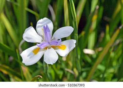 Large Wild Iris Fairy Iris Dietes Stock Photo 510367393 | Shutterstock