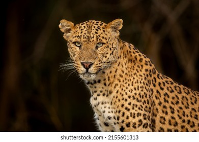 large wild leopard or panther extreme close up Fine art image or portrait in wildlife animal safari at forest of central india asia - panthera pardus fusca