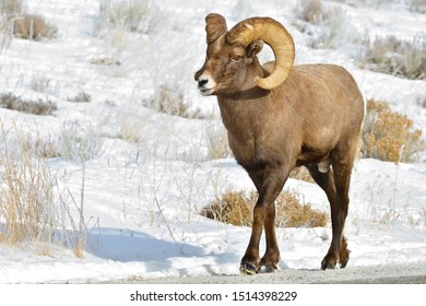 Large Wild Ram Walking Down Snow Stock Photo 1514398229 | Shutterstock