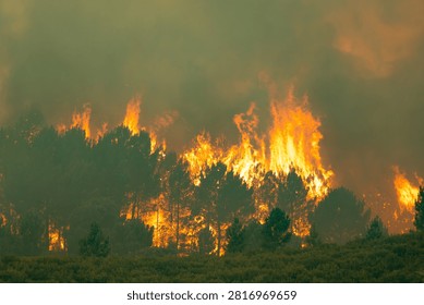 Large wildfire consuming a forest, generating massive flames and thick smoke, creating ecological devastation and extreme heat