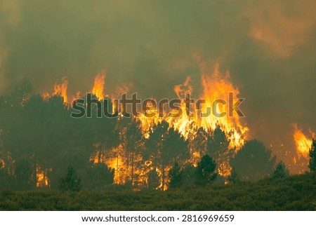 Large wildfire consuming a forest, generating massive flames and thick smoke, creating ecological devastation and extreme heat