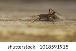 Large Willow Aphid - Tuberolachnus salignus