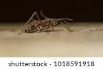 Large Willow Aphid - Tuberolachnus salignus