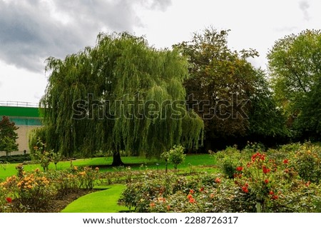 Large willow tree beside a rose a rose garden in Botanic Gardens