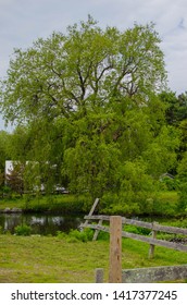 Large Willow Tree By Small Pond