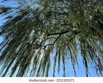 A Large Willow Tree Growing In Front Of An Old Folk House