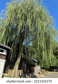 A Large Willow Tree Growing In Front Of An Old Folk House