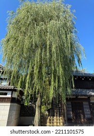 A Large Willow Tree Growing In Front Of An Old Folk House