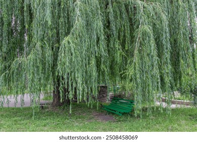 Large willow tree with hanging branches in the park. Green wooden bench under a willow tree. - Powered by Shutterstock