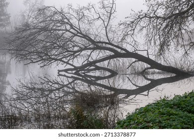 A large willow tree that has fallen into the river. A calm, foggy autumn day.