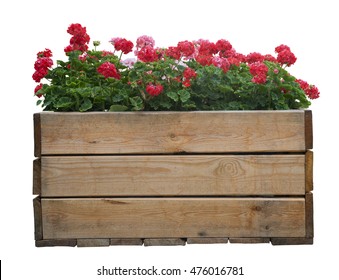 Large Wooden Pot With Red Geranium Flower, Isolated On White. Large Wooden Pot With Red Geranium Flower, Isolated On White. Large Wooden Pot With Red Geranium Flower, Isolated On White. 