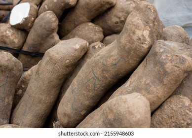 Large Yam Tubers Displayed For Sale 