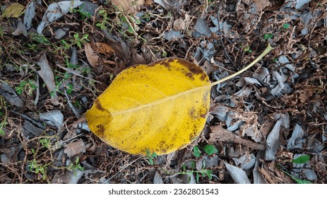 A large yellow fallen leaf lies on dry brown leaves, top view close-up. Autumn seasonal concept - Powered by Shutterstock