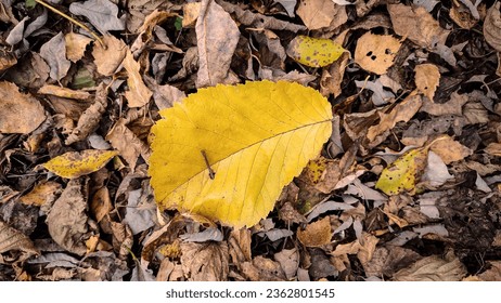 A large yellow fallen leaf lies on dry brown leaves, top view close-up. Autumn seasonal concept - Powered by Shutterstock
