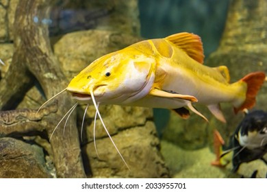 Large yellow fish in the Kazan Aquarium. Tourist places of Kazan. The redtail catfish, Phractocephalus hemioliopterus, is a pimelodid (long-whiskered) catfish. The close-up.