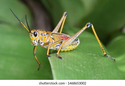 Large Yellow Grass Hopper On Leaf Stock Photo 1468653002 | Shutterstock