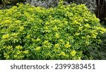 Large yellow and green bush of Mexican Orange Blossom Choisya ternata 