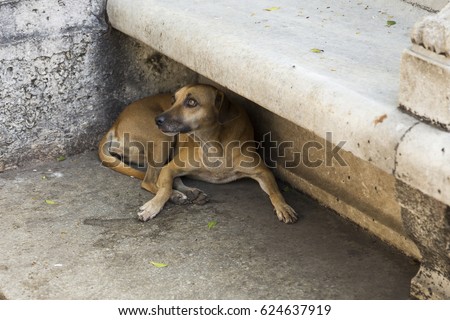 Large yellow labrador-type dog lying under a stone bench in Havana looking up pleadingly