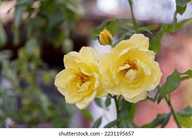 Large yellow roses on green vines in the garden, rose garden, horticulture - vertical view, bokeh effect, selective focus, blurred background - Shutterstock ID 2231195657