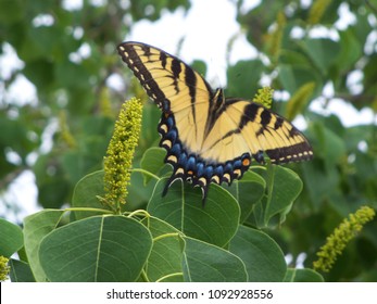 Eastern Tiger Swallowtail Butterfly Papilio Glaucus Stock Photo
