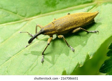 2,078 Yellow weevil Images, Stock Photos & Vectors | Shutterstock