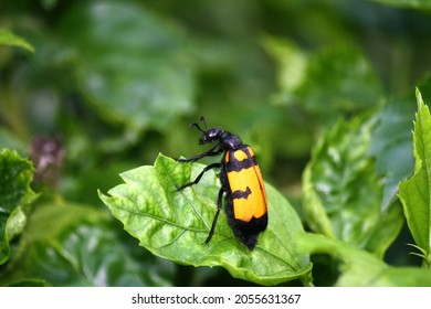 Large yellow-banded Blister Beetle (Mylabris phalerata) feeding on hibiscus flower buds - Shutterstock ID 2055631367