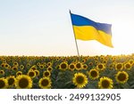 large yellow-blue flag of Ukraine flutters against of beautiful landscape of blooming field of sunflowers and setting sun. pride, symbol of the country, patriotism. Ukraine