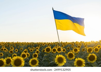 large yellow-blue flag of Ukraine flutters against of beautiful landscape of blooming field of sunflowers and setting sun. pride, symbol of the country, patriotism. Ukraine's Independence Day