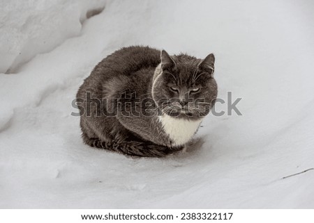 A large young gray cat with yellow eyes and a white chest and a large mustache lies or sits on a white snow-covered road, wrapped in a long fluffy tail.