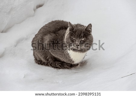 A large young gray cat with yellow eyes and a white chest and a large mustache lies or sits on a white snow-covered road, wrapped in a long fluffy tail.