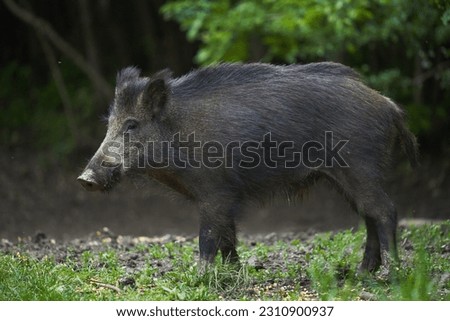 Large young wild hog (feral pig) in the forest after sunset