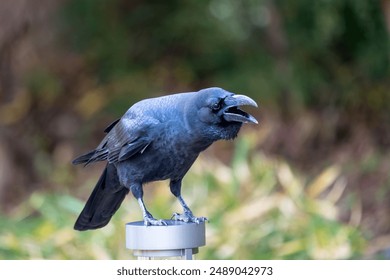 The Large-billed Crow, with its robust bill and glossy black plumage, was spotted perched on a branch. This photo captures its imposing presence in an urban and woodland habitat.  - Powered by Shutterstock