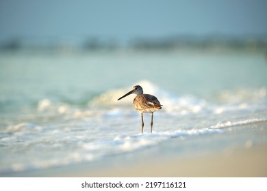 Large-Billed Dowitcher wild sea bird looking for food on seaside in summer
