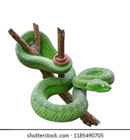 Large-eyed Green Pitviper or Green pit vipers or Asian pit vipers, green snake on branch with white background in Thailand and clipping path.