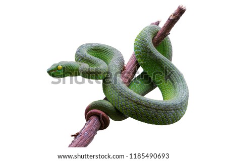 Large-eyed Green Pitviper or Green pit vipers or Asian pit vipers, green snake on branch with white background in Thailand and clipping path.