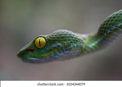 Large-eyed Pit Viper
This Viper is one of the most beautiful snakes one can find in the wild; it is less aggressive at a young age and to have portraits of this snake can be a fantastic collection.