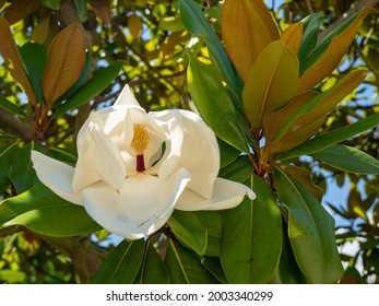 Large-flowered Magnolia, Bull Bay Magnolia, Evergreen Tree With Leathery Leaves.