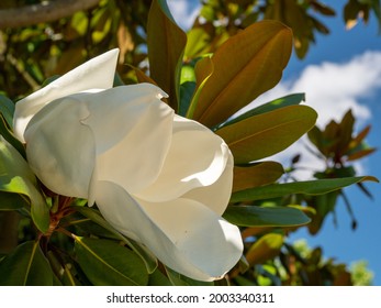 Large-flowered Magnolia, Bull Bay Magnolia, Evergreen Tree With Leathery Leaves.