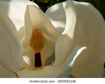 Large-flowered Magnolia, Bull Bay Magnolia, Evergreen Tree With Leathery Leaves.