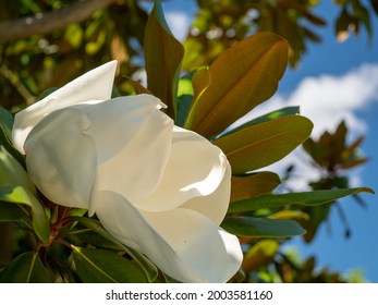 Large-flowered Magnolia, Bull Bay Magnolia, Evergreen Tree With Leathery Leaves.