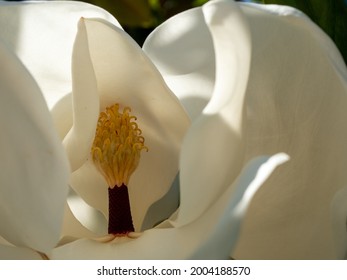 Large-flowered Magnolia, Bull Bay Magnolia, Evergreen Tree With Leathery Leaves.