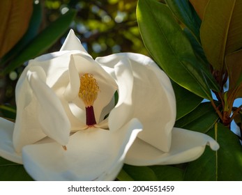 Large-flowered Magnolia, Bull Bay Magnolia, Evergreen Tree With Leathery Leaves.