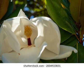 Large-flowered Magnolia, Bull Bay Magnolia, Evergreen Tree With Leathery Leaves.