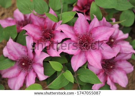 Large-flowered pink Clematis Elodi, selected by the British breeder Raymond Evison, blooms on an exhibition in May 2019