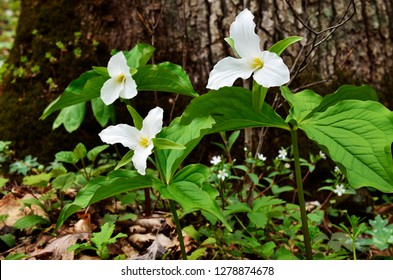 Large-Flowered Trillium [Trillium grandiflorum]