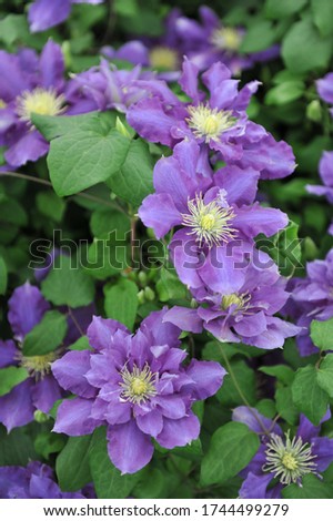 Large-flowered violet double clematis Chevalier  selected by the British breeder Raymond Evison blooms on an exhibition in May 2015