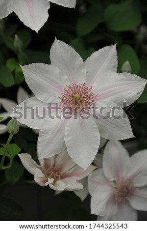 Large-flowered white with faint pink flush Clematis Corinne selected by the British breeder Raymond Evison blooms on an exhibition in May 2016